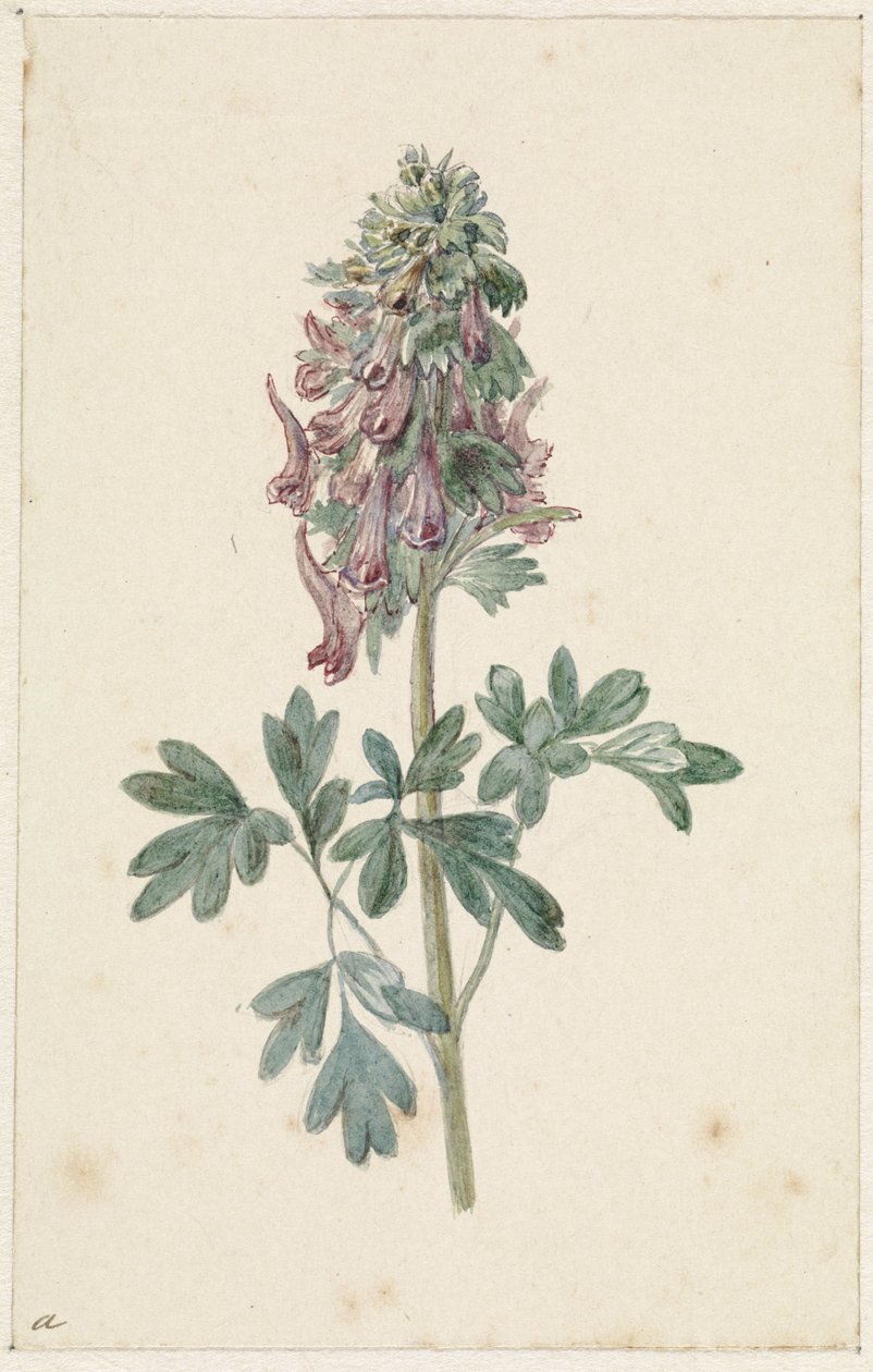 çiçek açan Corydalis bulbosa by Jan Jacob Goteling Vinnis