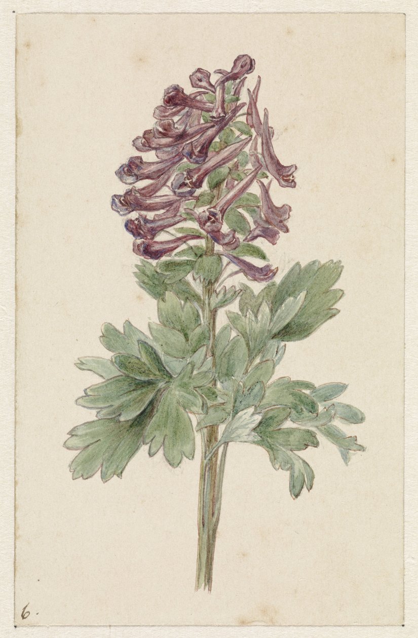 çiçek açan Corydalis bulbosa by Jan Jacob Goteling Vinnis