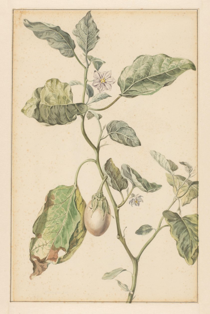 Patlıcan (nesne üzerindeki başlık) by Jan Jansz. van der Vinne