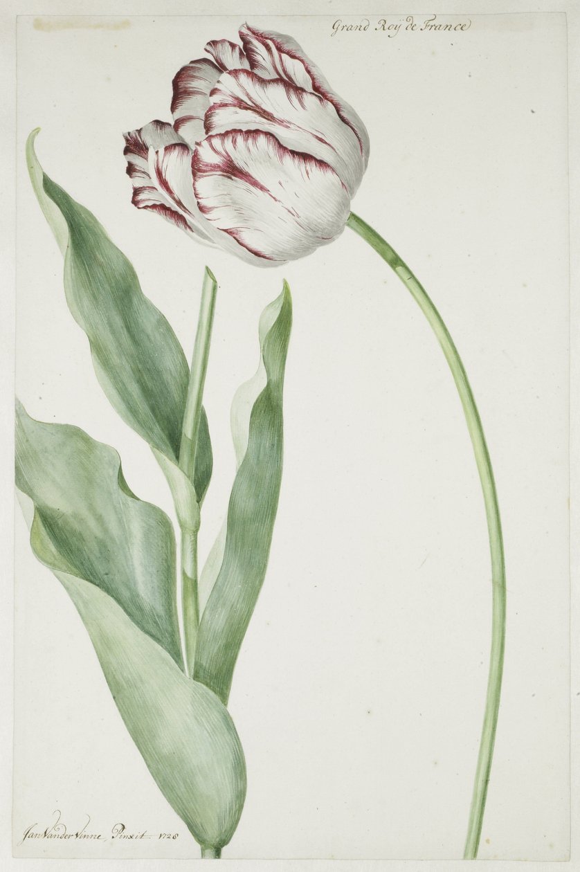 Fransa'nın Lale Grand Roy'u by Jan Laurensz. van der Vinne