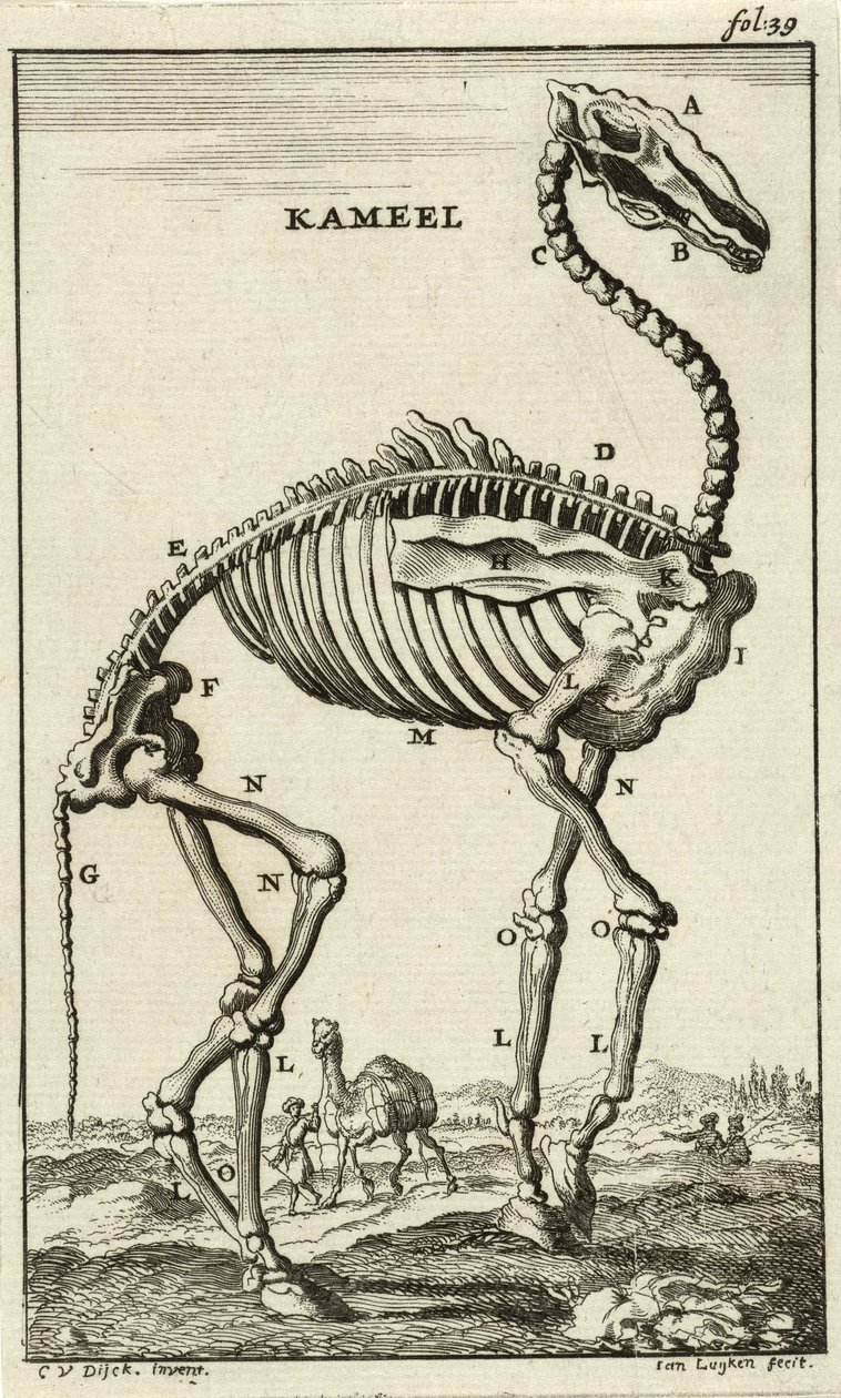 Bir Deve İskeleti, c. 1680