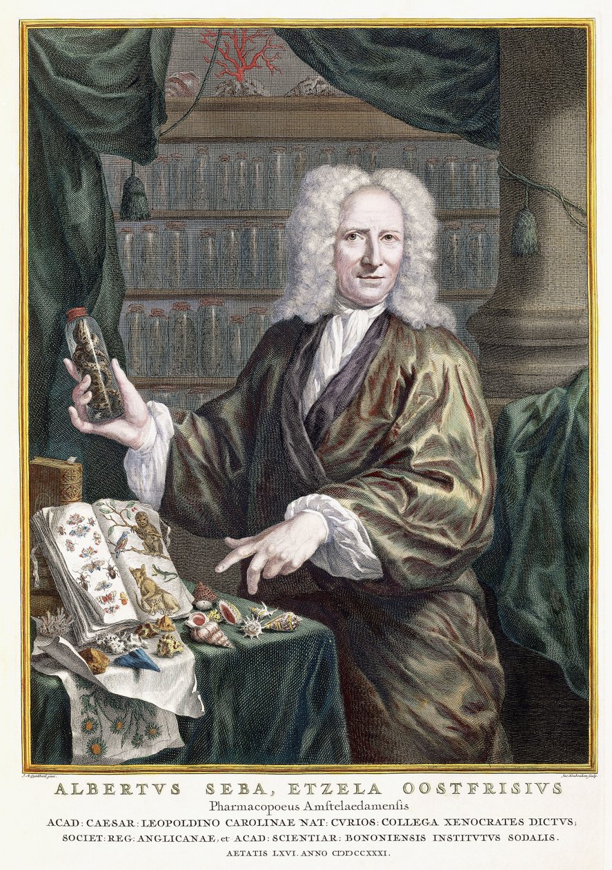 Albertus Seba
