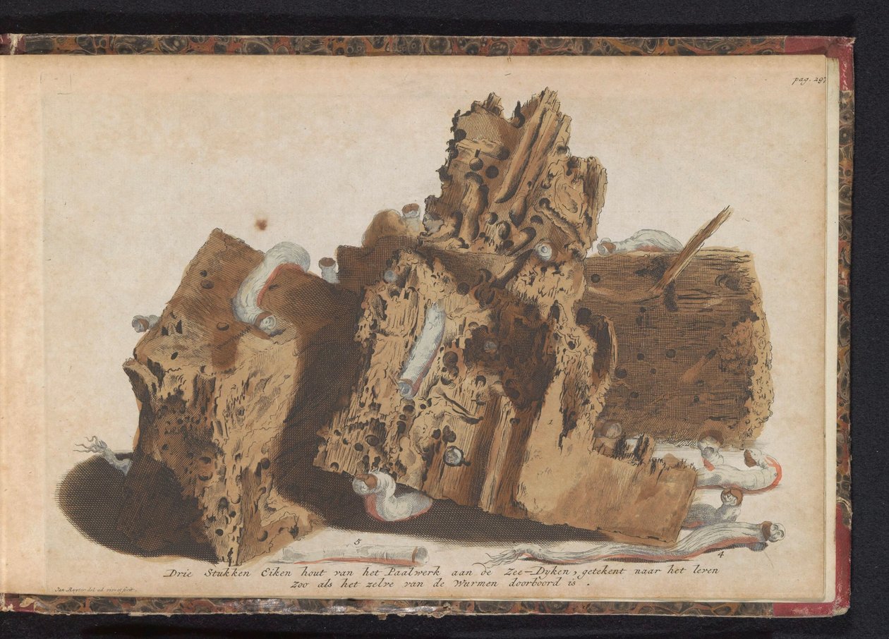 Gemi kurtlarından etkilenen kazık işlerinin parçaları, 1731 Paalwerk aan de Zee-Dyken