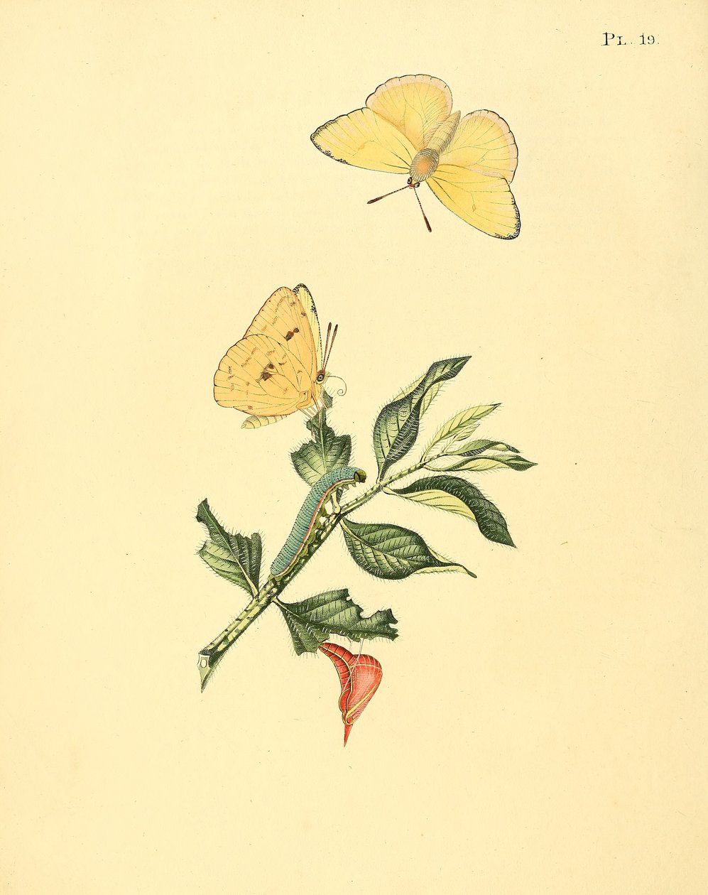 Phoebus senna (sen. Papilio hyperici olarak) by Jan Sepp
