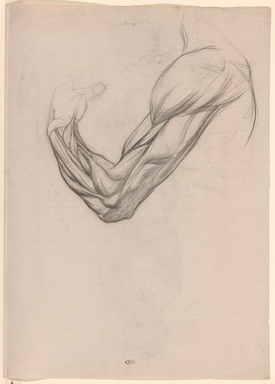 Sağ kol kaslarının anatomik çalışması by Jan Veth