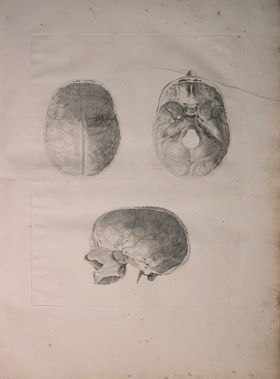 Albinus II, Pl. III, Kranial kemik, Bernhard Siegfried Albinus (1697-1770) tarafından yazılan 