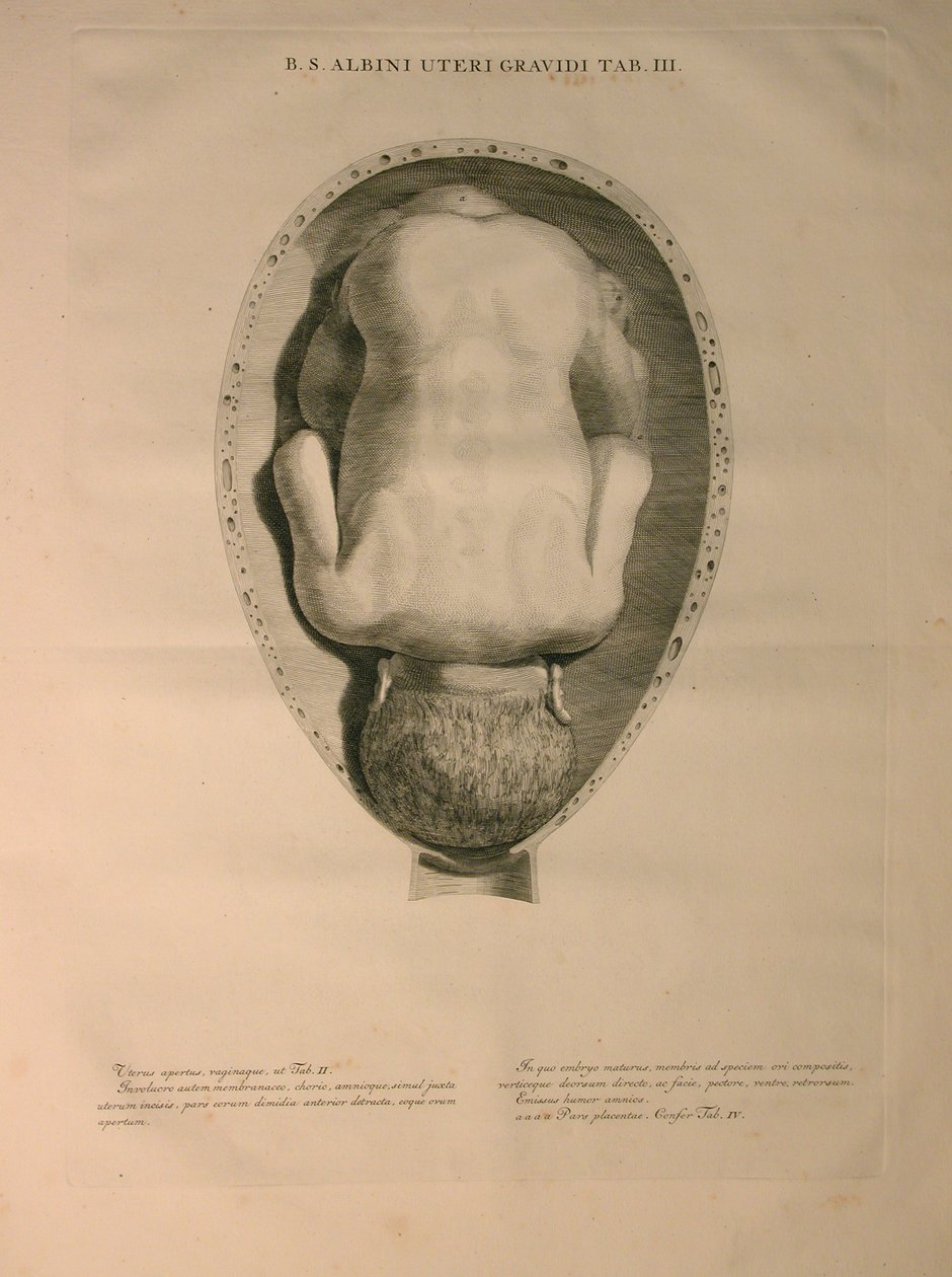 Albinus, Rahim, Pl. III, Bernhard Siegfried Albinus