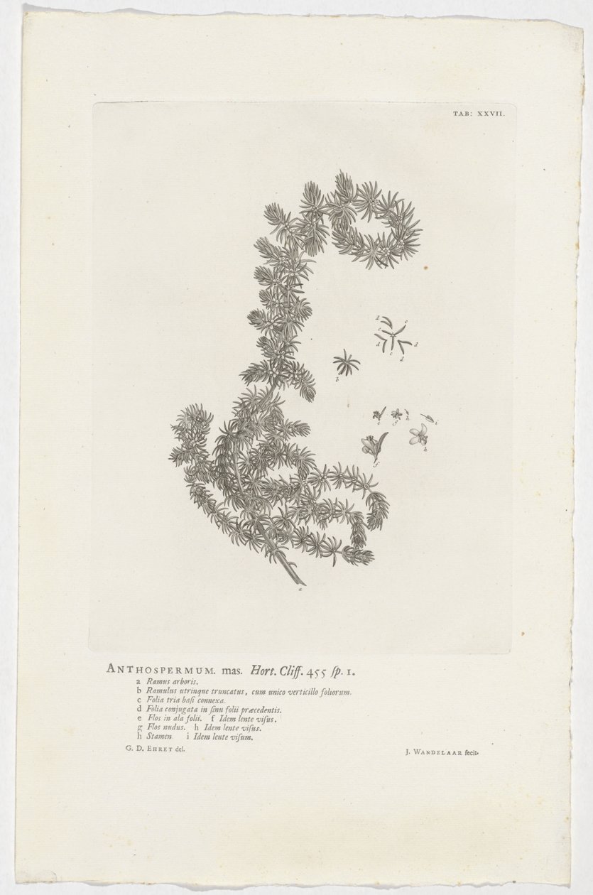 Anthospermum aethiopicum Anthospermum mas. Bahçe. Uçurum. 455 sp. 1 (nesne üzerindeki başlık) by Jan Wandelaar