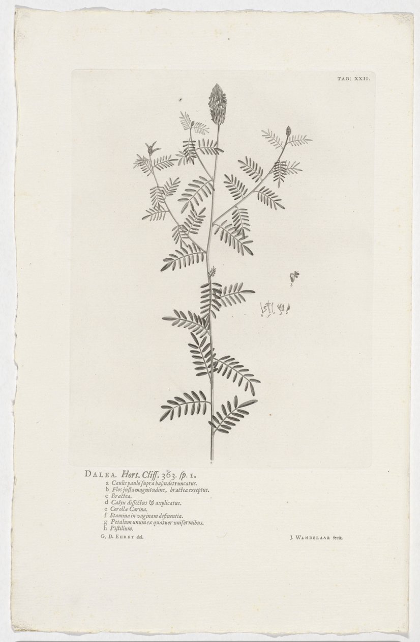 Dalea alopecuroides Dalea. Hort. Uçurum. 363. sp. 1 (nesne üzerindeki başlık) by Jan Wandelaar