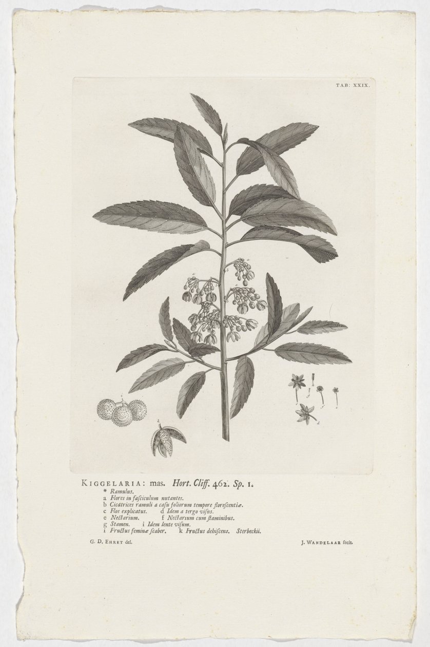 Kiggelaria africana Kiggelaria: mas. Hort. Uçurum. 462. sp. 1 (nesne üzerindeki başlık) by Jan Wandelaar