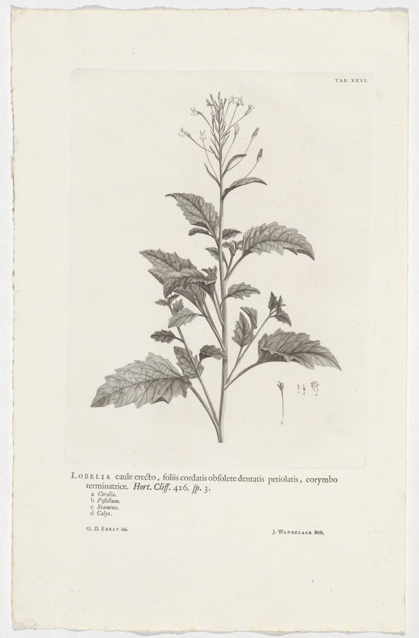 Lobelia cliffortiana Lobelia, dik gövdeli, kordat yaprakları, eski dişli yaprak sapları, sonlandırma kornişi. Bahçe. Uçurum. 426. sp. 3 (nesne üzerindeki başlık) by Jan Wandelaar