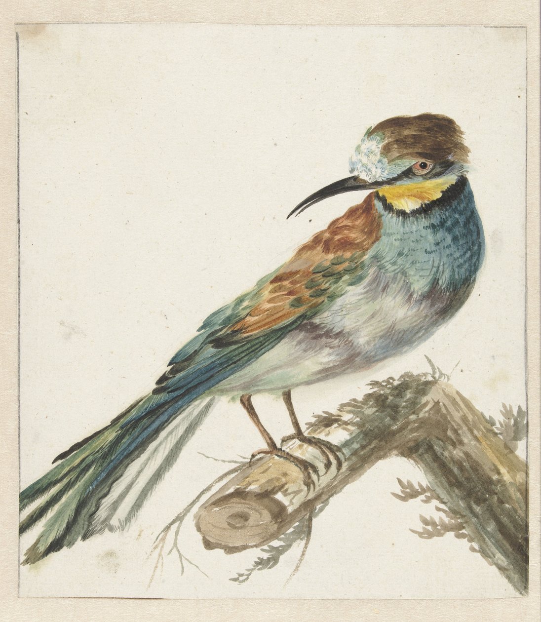 Bijeneter (Merops apiaster) by Jan Baptist Weenix