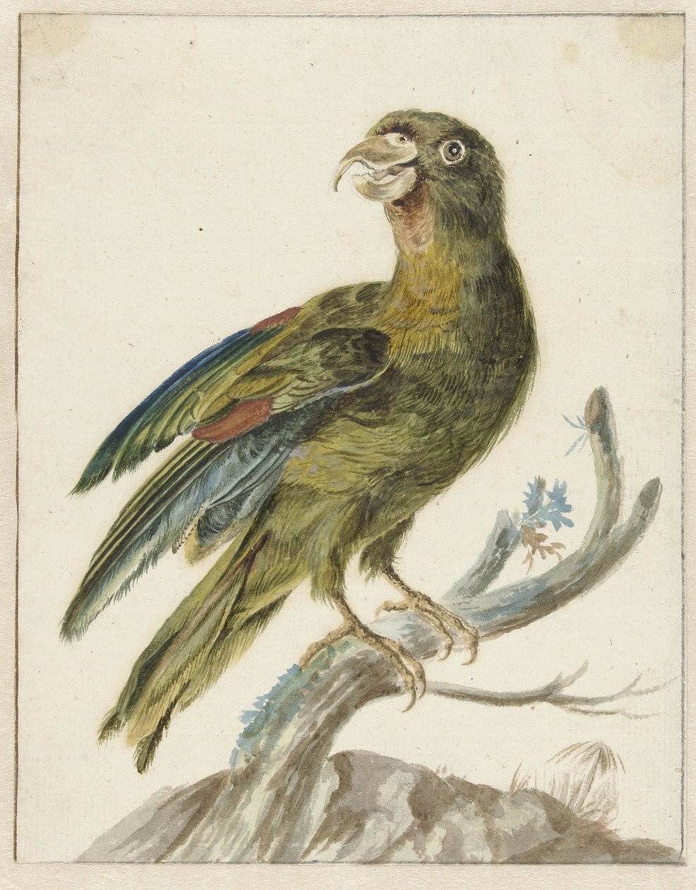 muhabbet kuşu by Jan Baptist Weenix