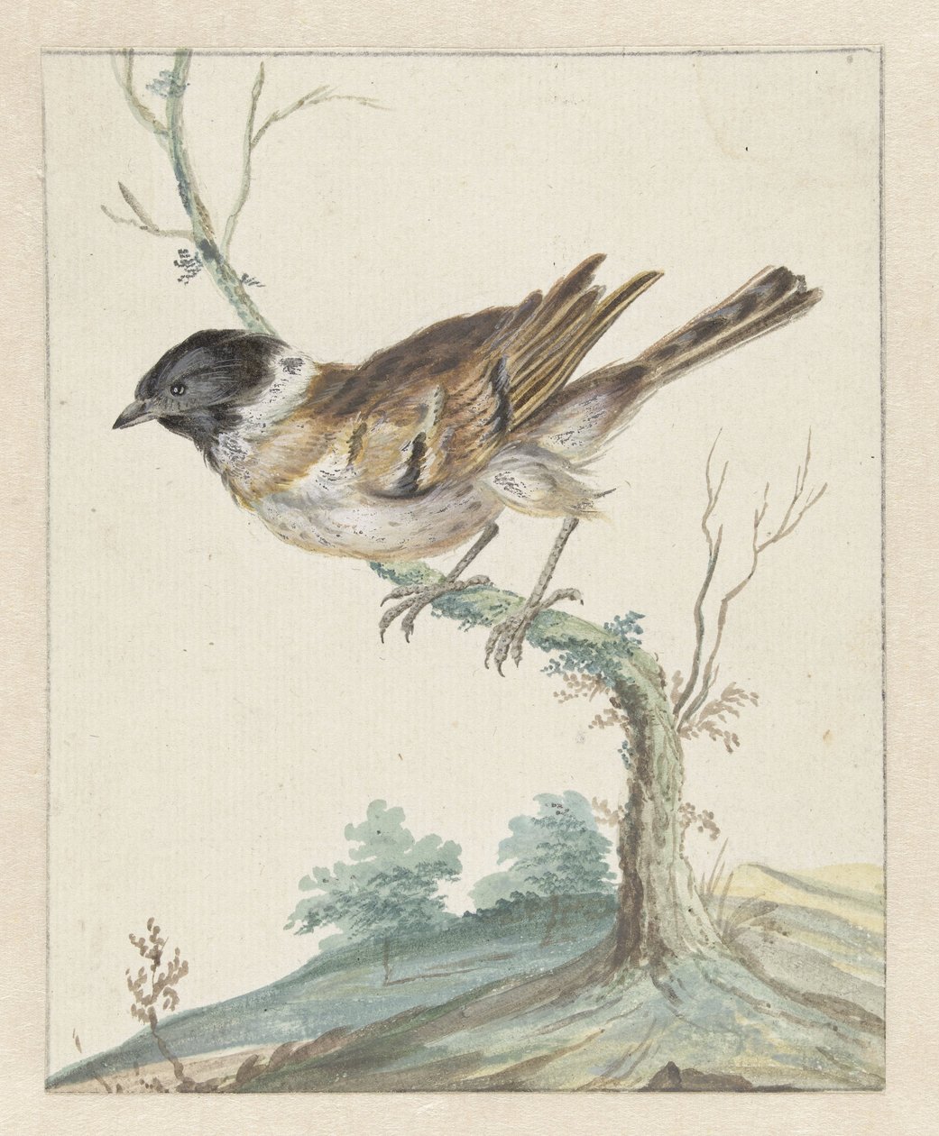 Rietgorlar (?) by Jan Baptist Weenix