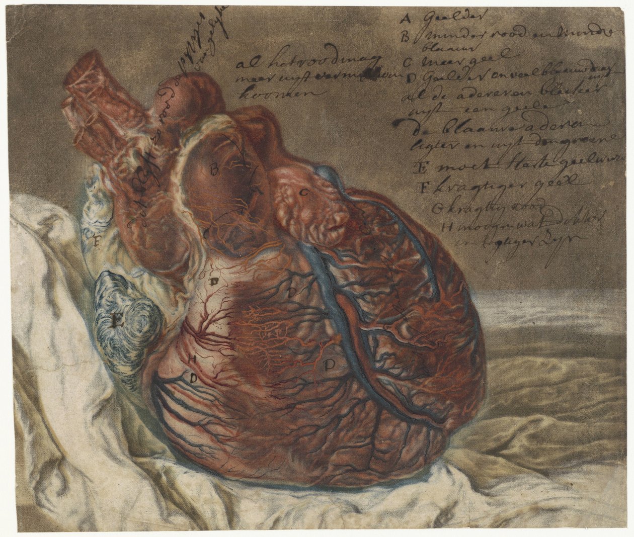 Beyin ve Kalp İzleri Bir insan kalbinin anatomik çalışması by Jan l