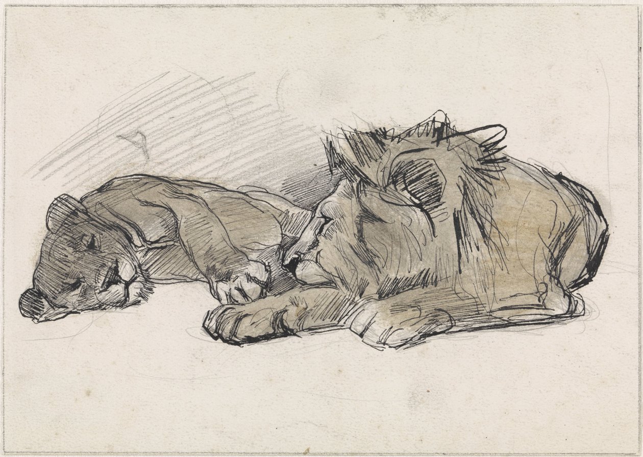 Aslan ve dişi aslan yalan by Jan van Essen