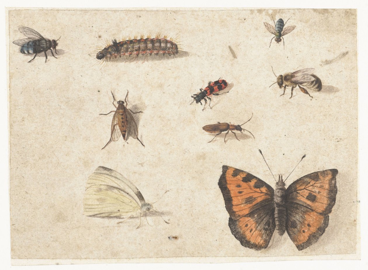 Dokuz Böcek Çalışmaları Sayfası by Jan van Kessel (I)
