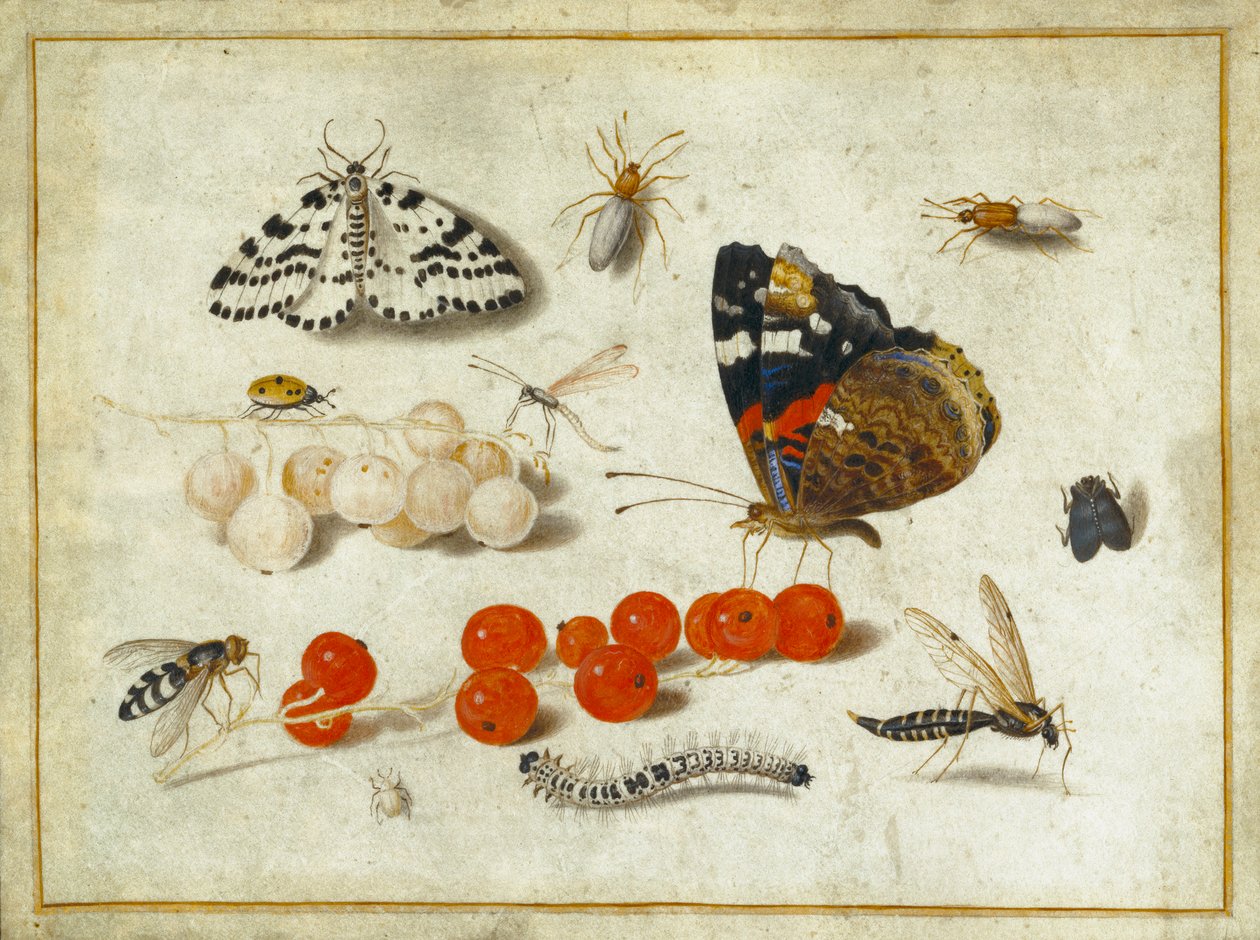 Kelebek, Tırtıl, Güve, Böcekler ve Kuş üzümü, c.1650-65 (parşömen üzerine guaj ve mürekkep) by Jan van Kessel the Elder