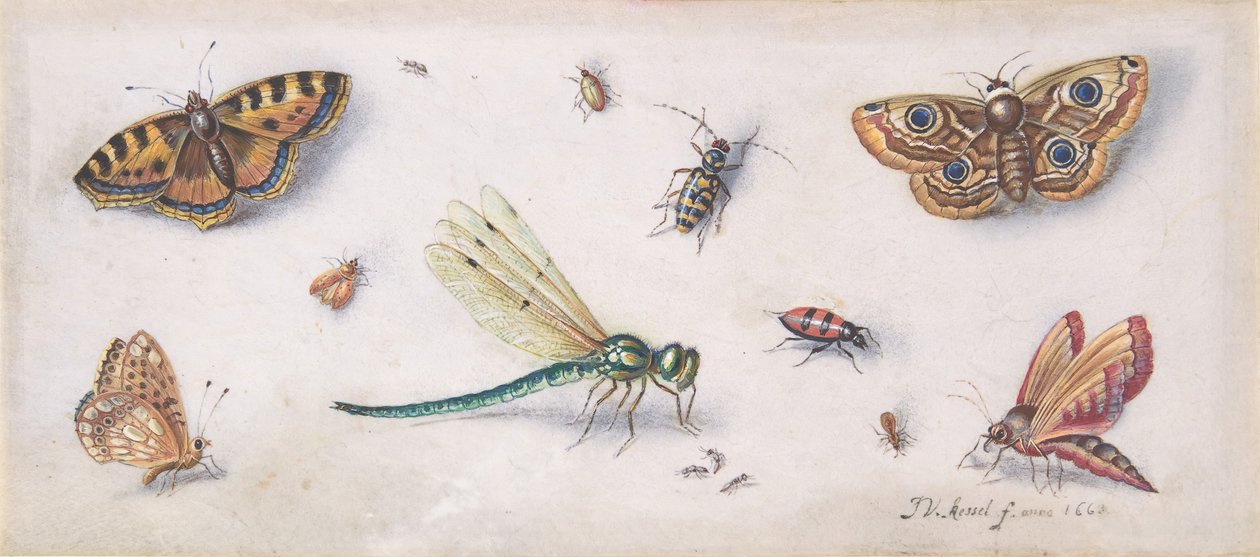 Böcekler, Kelebekler ve Yusufçuk, 17. yüzyıl. by Jan van Kessel