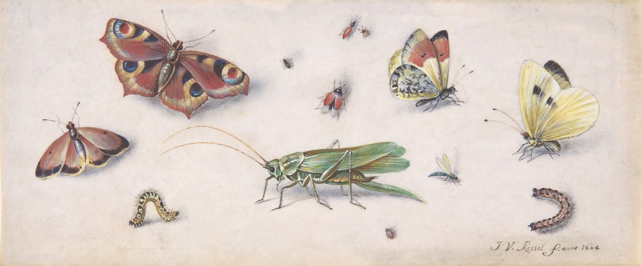 Böcekler, Kelebekler ve Bir Çekirge, 17. yüzyıl. by Jan van Kessel