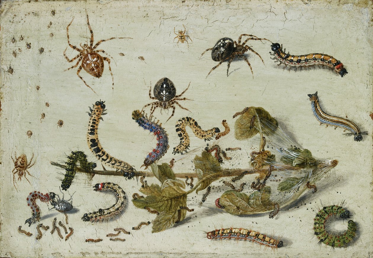 Bektaşi üzümü sapı ile çeşitli Örümcekler ve Tırtıllar, 1650