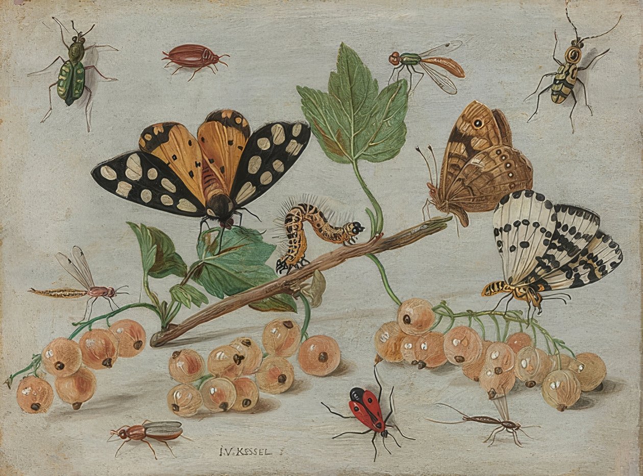Böcekler ve meyveler. 1660-65 civarında by Jan van Kessel the Elder