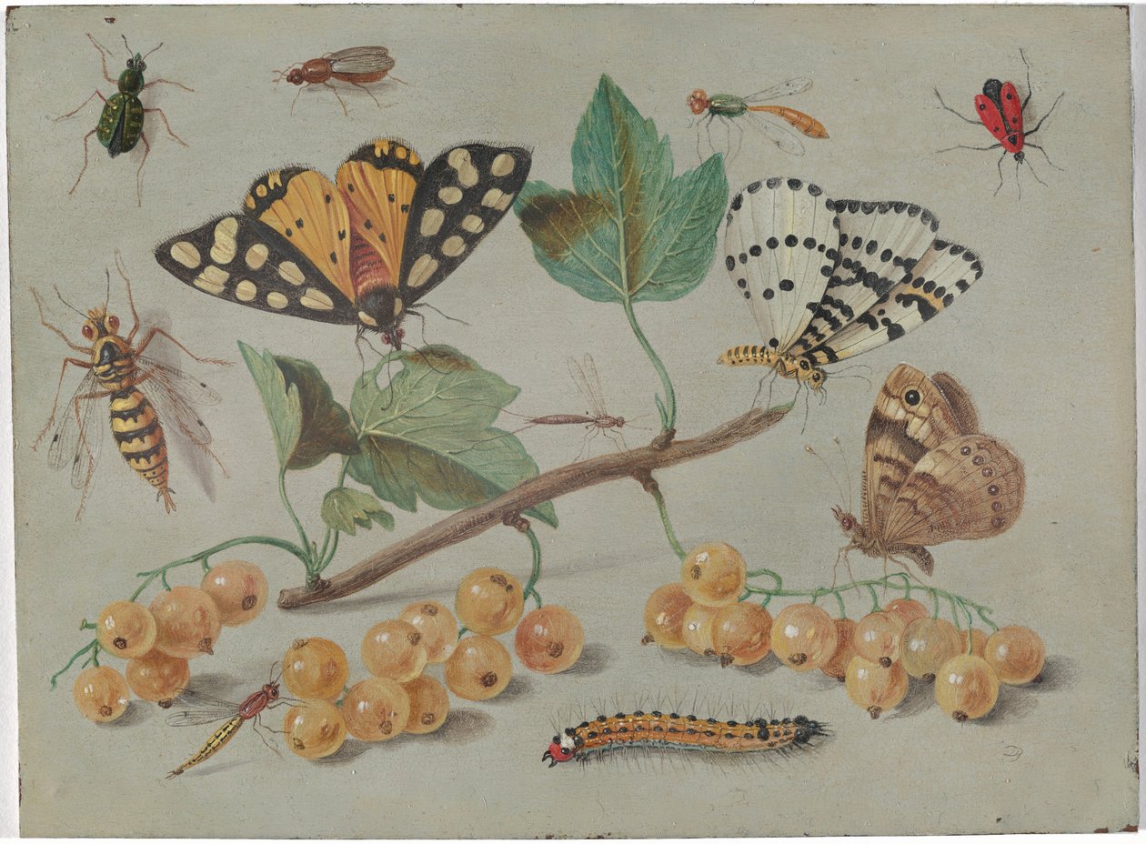 Kelebek ve Böcekler Çalışması by Jan van Kessel the Elder