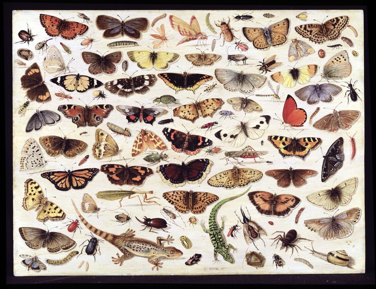 Kelebekler ve diğer böceklerin incelenmesi by Jan van Kessel the Elder