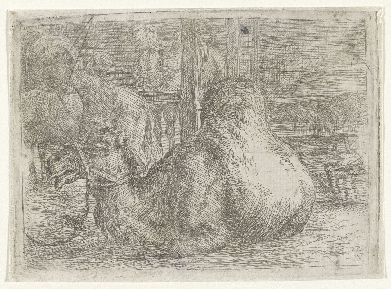 yalancı deve by Jan van Ossenbeeck