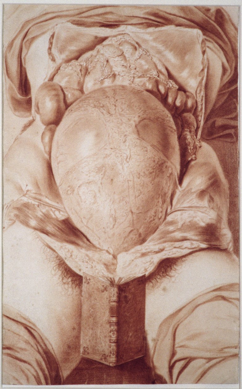 MS Hunter 658 Plaka XXVI William Hunter'ın (1718-83) 'Anatomi of the Human Gravid Uterus' adlı eserinden çizim, 1774 (kağıt üzerinde tebeşir) by Jan van Rymsdyk