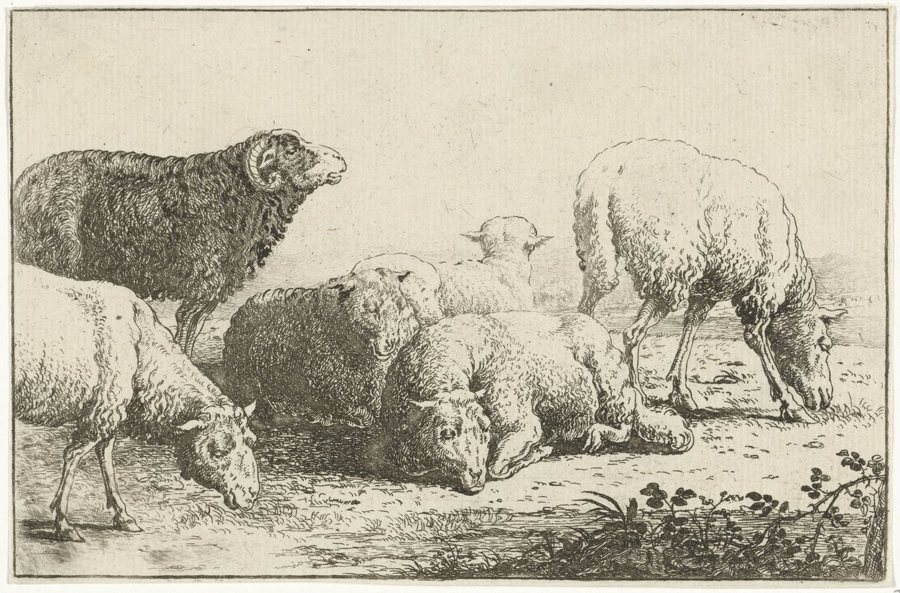 Koyun Hayvanları (dizi başlığı) Zoographiam (dizi başlığı) by Jan van den Hecke