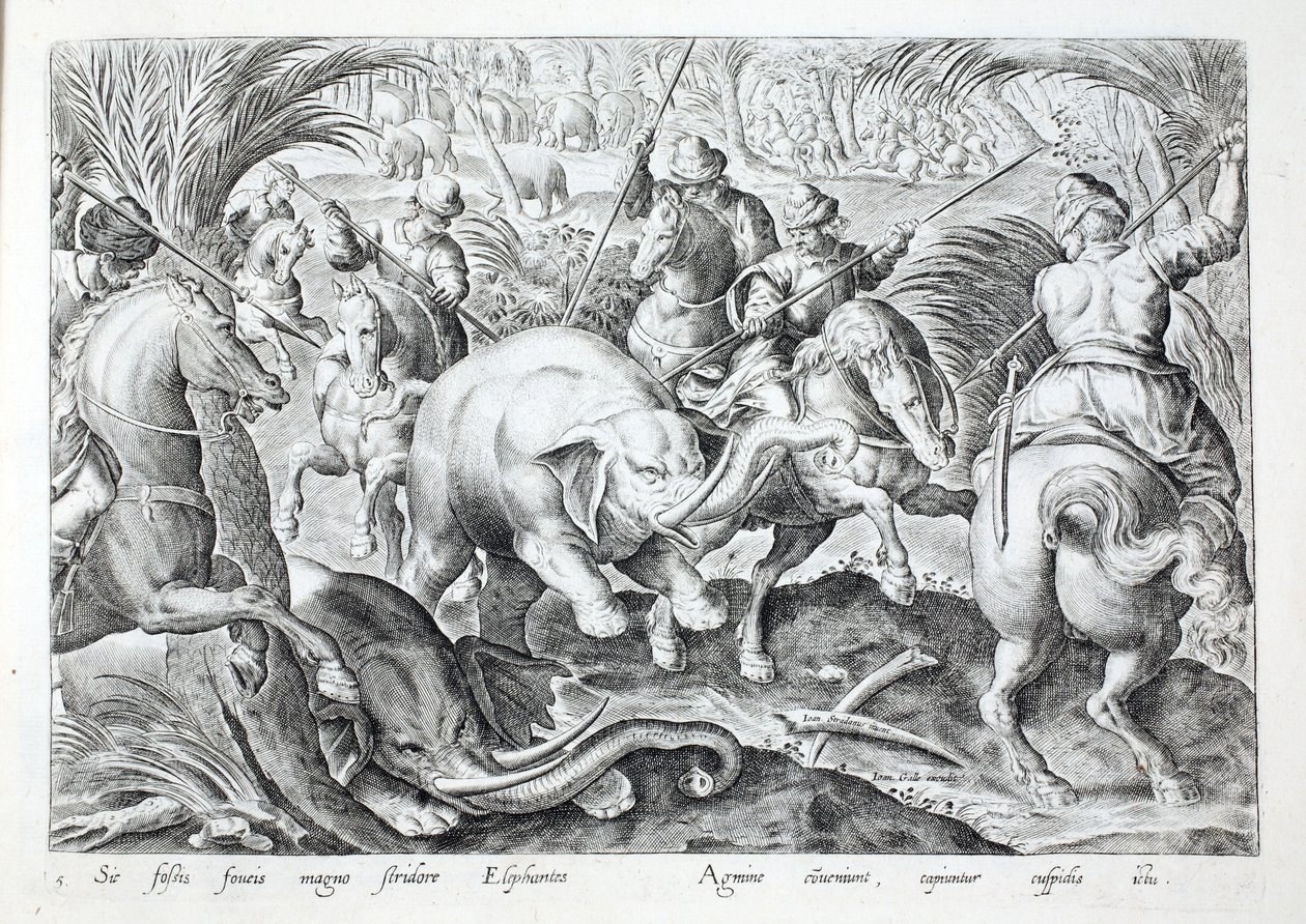 Jan Collaert (1566-1628) tarafından oyulmuş 'Venationes, Ferarum, Avium, Piscium'dan (Avlanma: Yabani Canavarlar, Kuşlar, Balık) bir örnek, filler, avcıların mızraklarıyla vurulduklarında büyük bir gürültü çıkarırlar. Philipus Gallaeus, Amsterdam ( by Jan van der (1523 1605) Straet