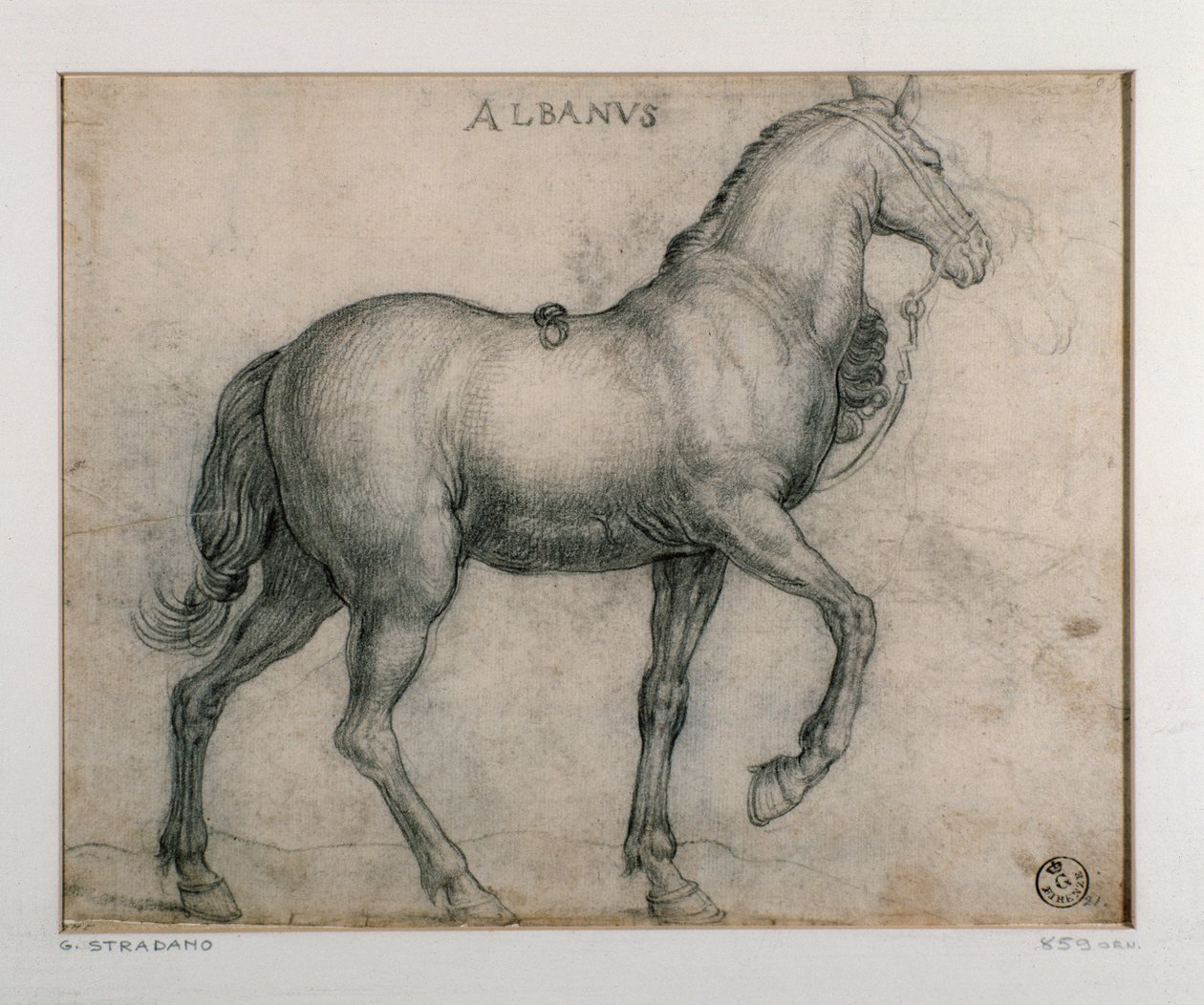 Bir at için çalışma Çizimi Giovanni Stradano (Jan van der Straet) (1523-1605) Floransa, Baskılar ve Çizimler Bölümü, Uffizi (Ofisler) by Jan van der Straet