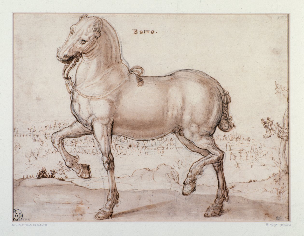 Bir at için çalışma Çizimi Giovanni Stradano (Jan van der Straet) (1523-1605) Floransa, Baskılar ve Çizimler Bölümü, Uffizi (Ofisler) by Jan van der Straet