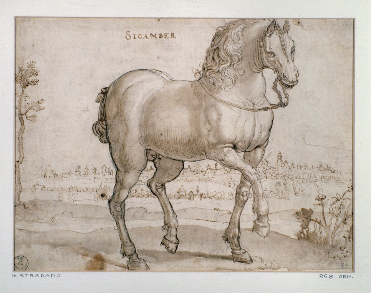 Sicamber atı için çalışma Çizimi Giovanni Stradano (Jan van der Straet) (1523-1605) Floransa, Baskılar ve Çizimler Departmanı, Uffizi (Ofisler) by Jan van der Straet