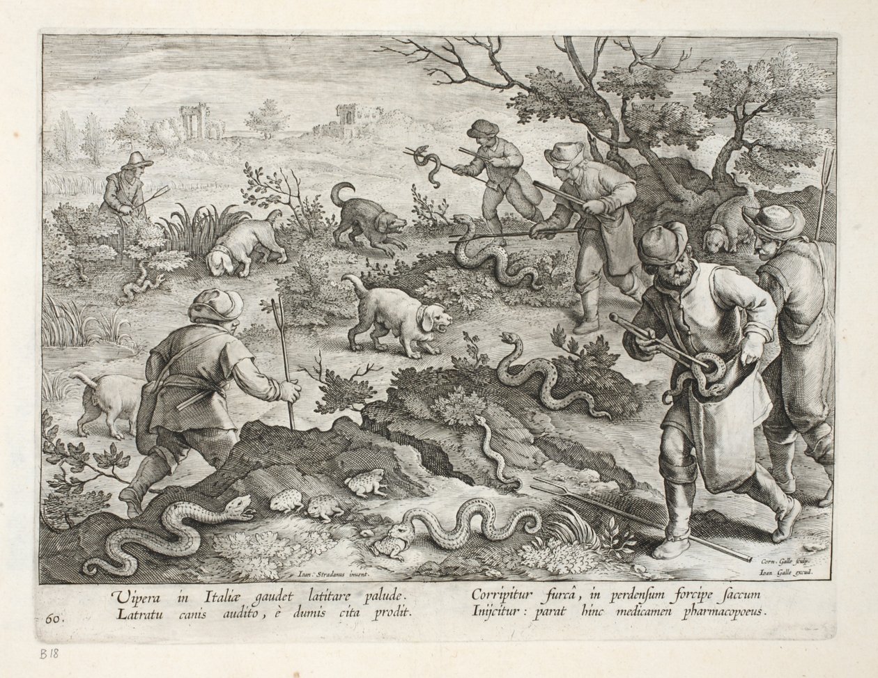 İtalyan Engerek Kurbağa Yiyen, plaka 60, 'Venationes, Ferarum, Avium, Piscium'dan (Avlanma: Yabani Canavarlar, Kuşlar, Balık) çizim, Jan Collaert (1566-1628), pub. Phillipus Gallaeus tarafından, by Jan van der Straet