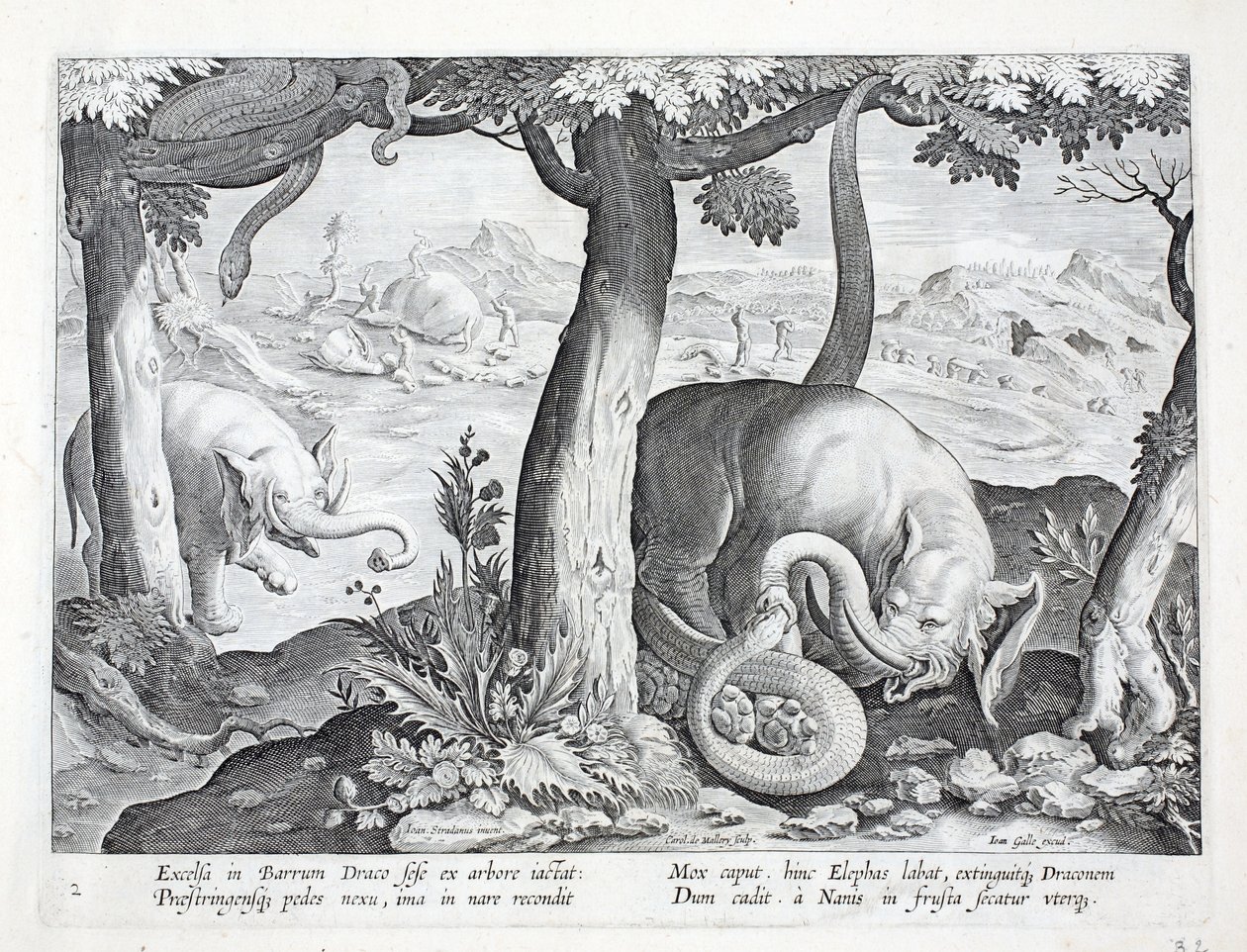 Fil avında kullanılan yılan, 'Venationes, Ferarum, Avium, Piscium'dan (Avlanma: Yabani Canavarlar, Kuşlar, Balık) illüstrasyon, Jan Collaert (1566-1628), pub. tarafından Phillipus Gallaeus, Amster by Jan van der Straet