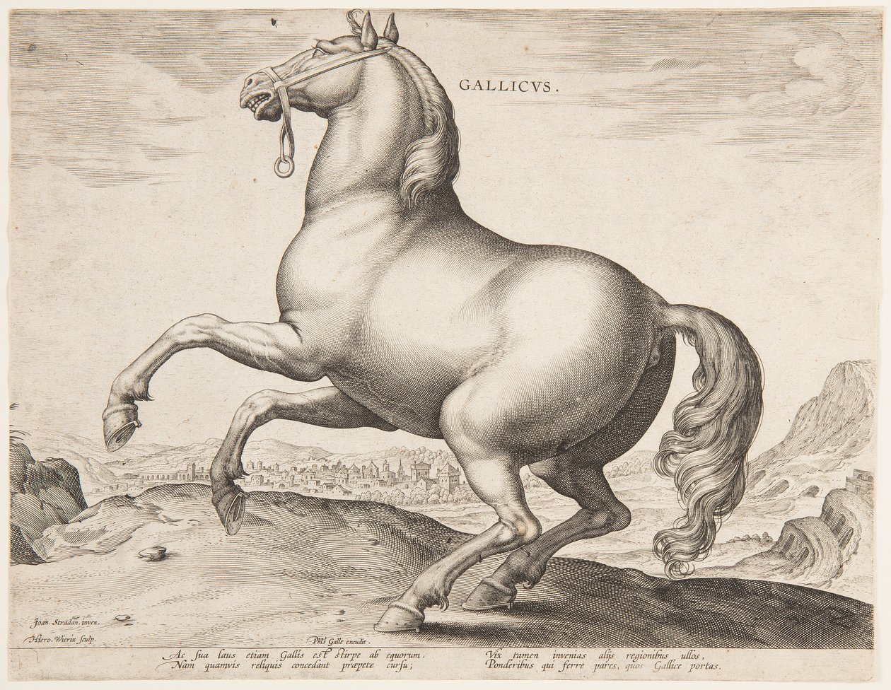 "Equile Joannis Austriaci"nin ilk setinden bir Fransız Atı by Jan van der Straet, called Stradanus