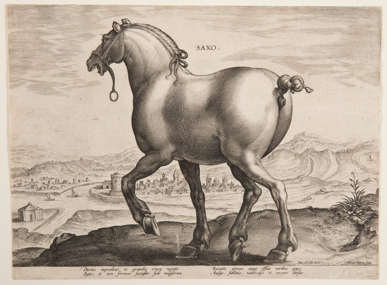 "Equile Joannis Austriaci"nin ilk setinden bir Sakson Atı by Jan van der Straet, called Stradanus