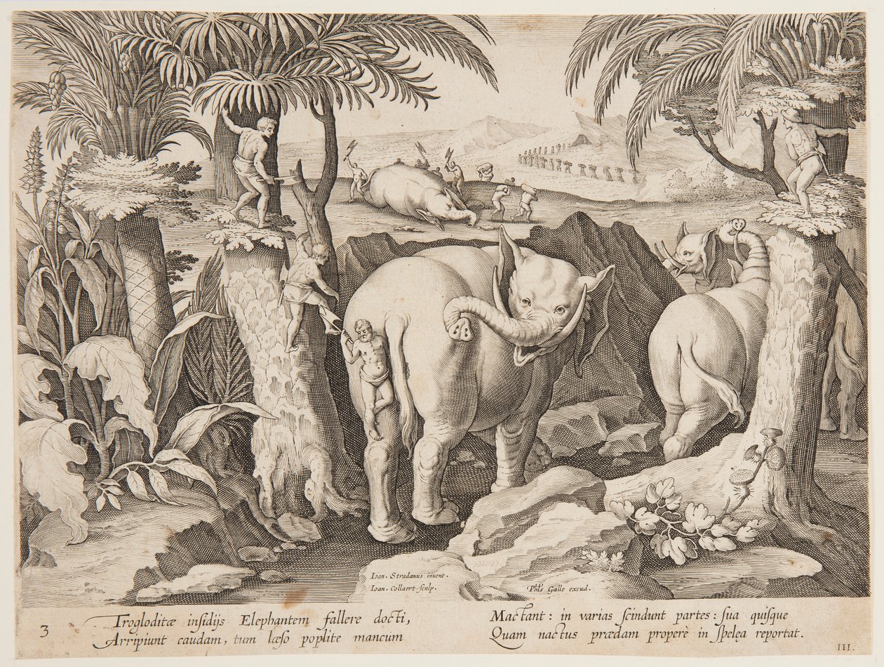 Filleri Kovalayan Mağara Adamları, Wildcats, Birds, Fish serisinden 3. plaka by Jan van der Straet, called Stradanus