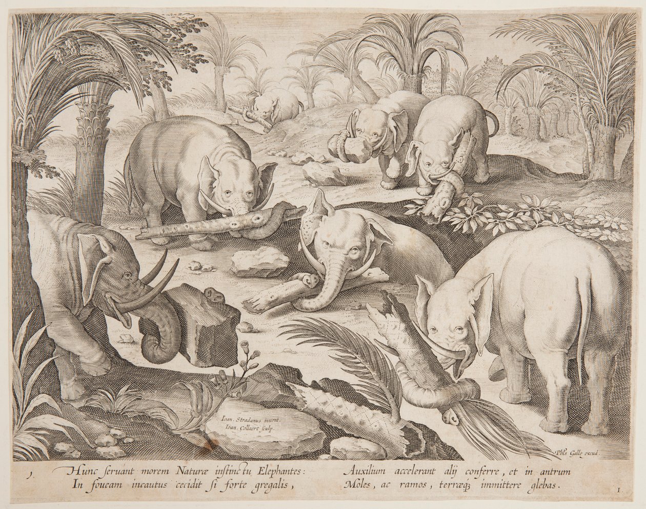 Bir Tuzaktan Birbirlerini Tutan Filler, Vahşi Hayvanlar, Kuşlar ve Balık serisinden 1. levha by Jan van der Straet, called Stradanus