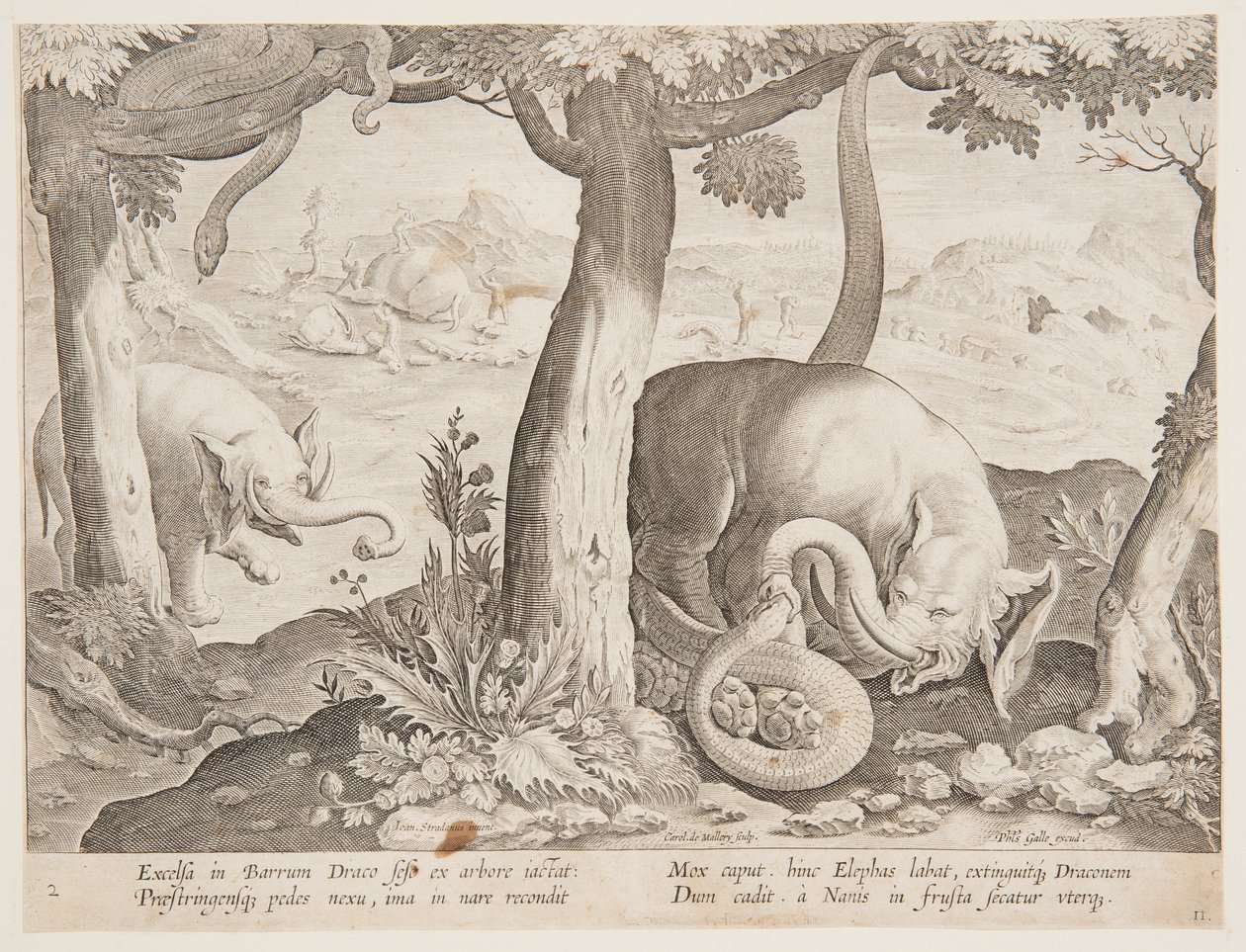 Filler ve Yılanlar arasındaki mücadele, Wildcats, Birds, Fish serisinden 2. plaka by Jan van der Straet, called Stradanus
