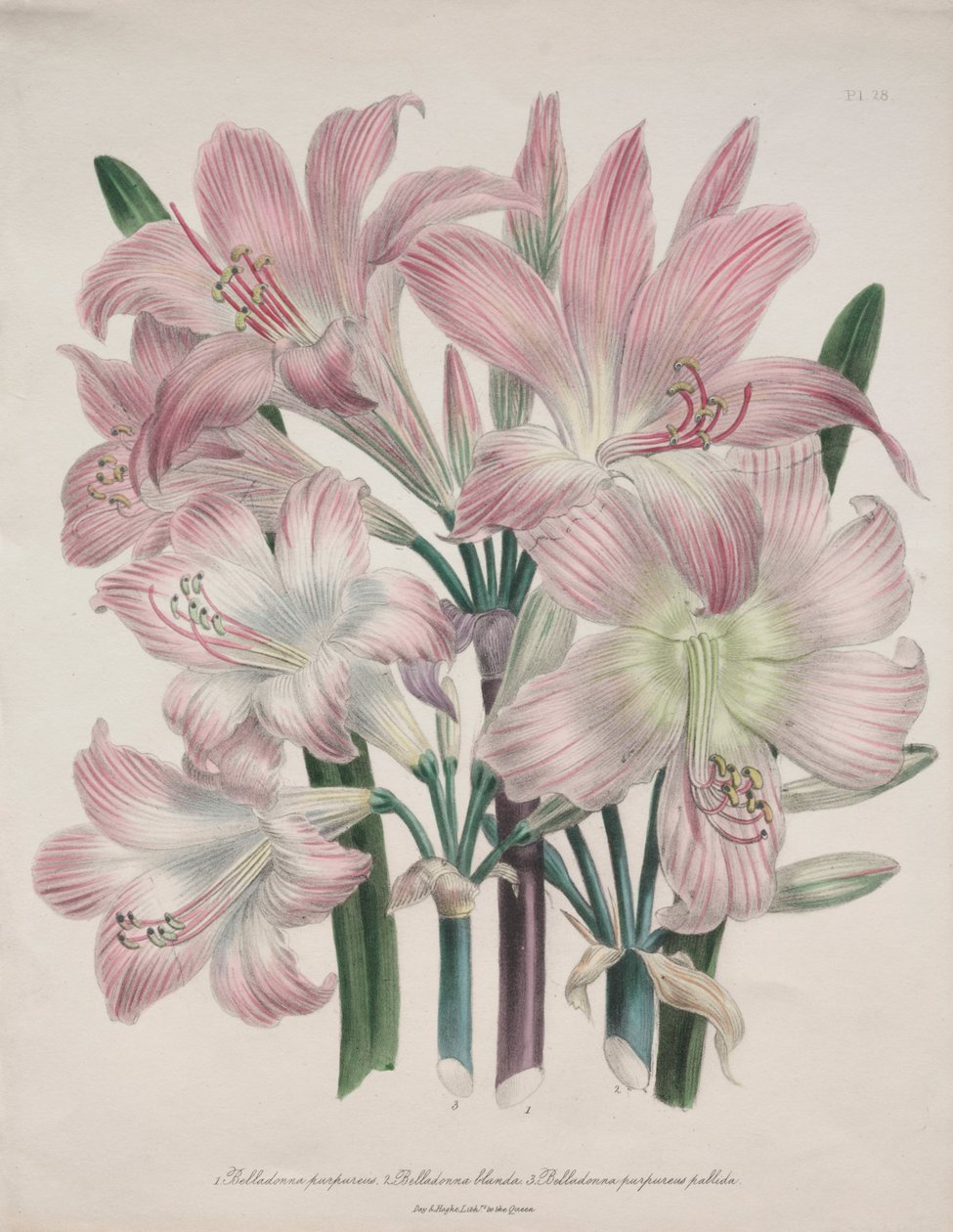 Belladonna Zambak: Amaryllis belladonna by Jane Loudon