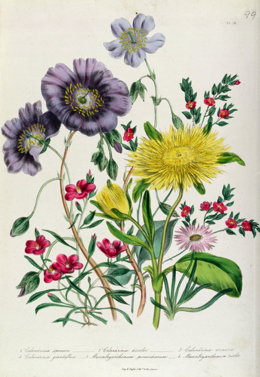 Calandrinia, 