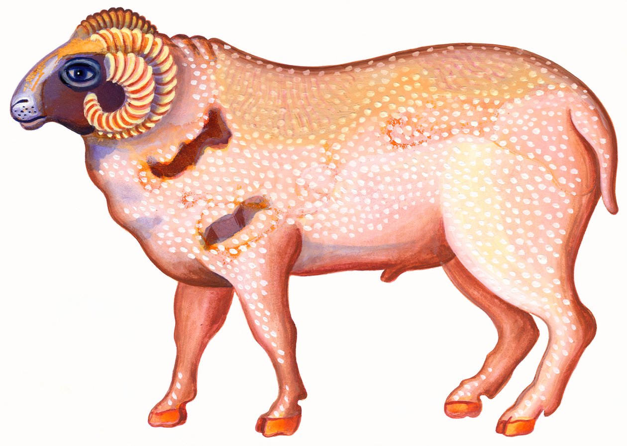 Koç Koç, 1996, (mürekkep ve guaj) by Jane Tattersfield