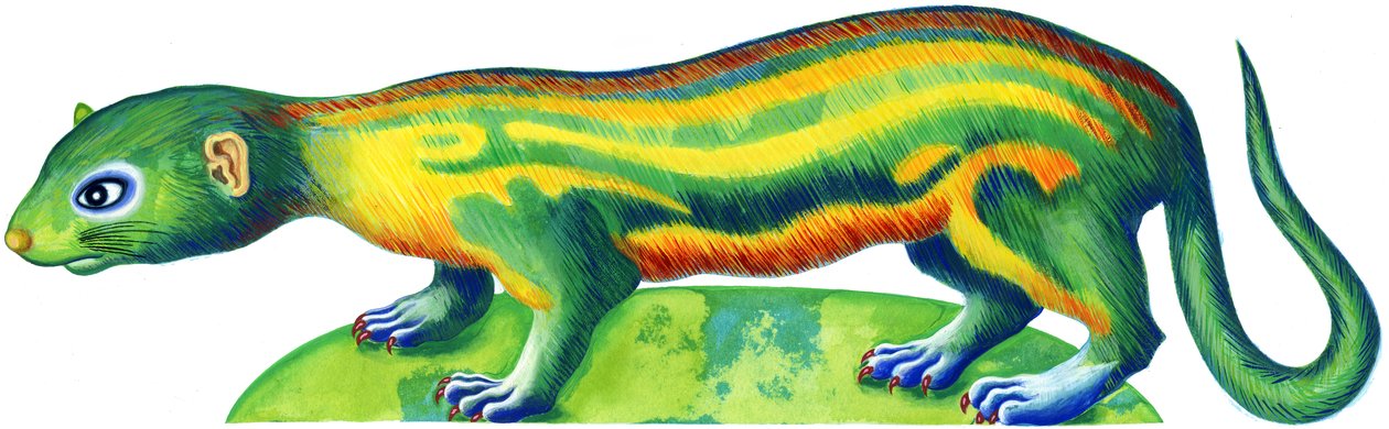 Gelincik, 1996, (mürekkep ve guaj) by Jane Tattersfield