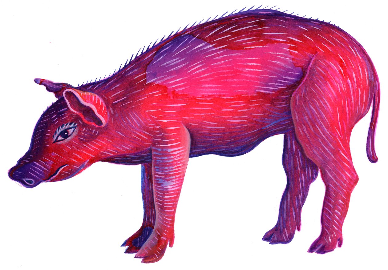 Domuz, 1996, (mürekkep ve guaj) by Jane Tattersfield
