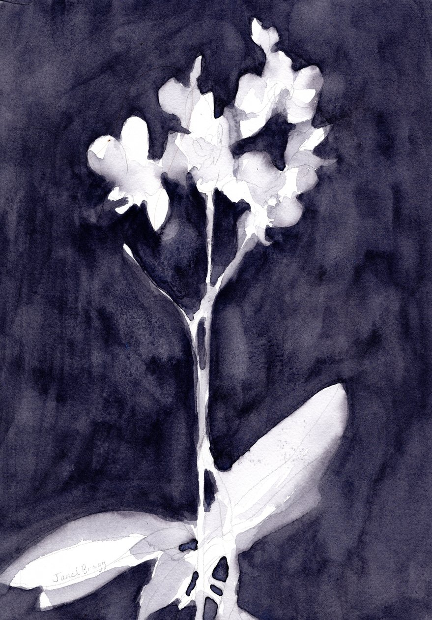  by Janel Bragg