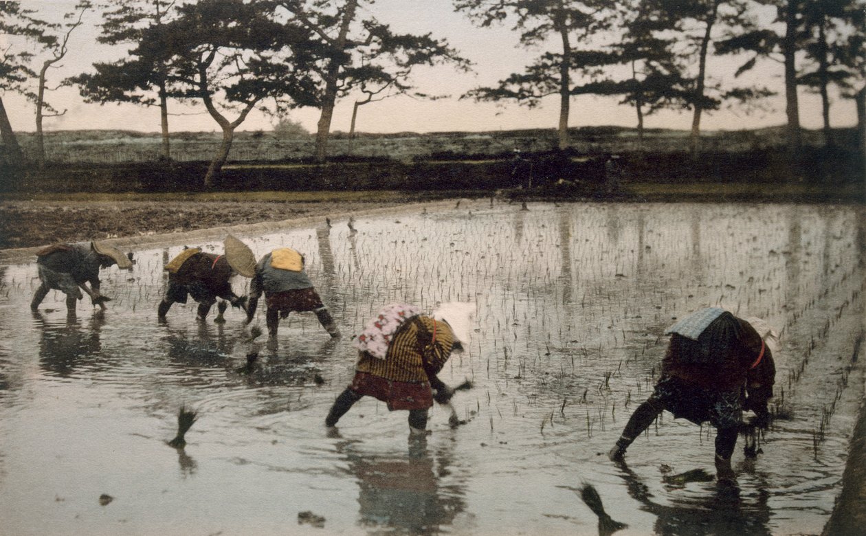 Bir çeltik tarlasına yeniden pirinç eken beş köylü (el renkli fotoğraf) by Japanese Photographer