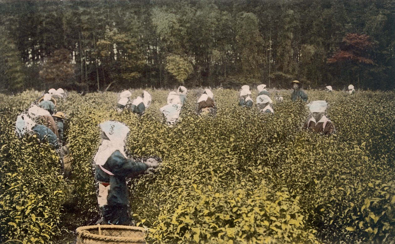 Çay toplayan kadınlar, erkek gözetmenle birlikte (el renkli fotoğraf) by Japanese Photographer